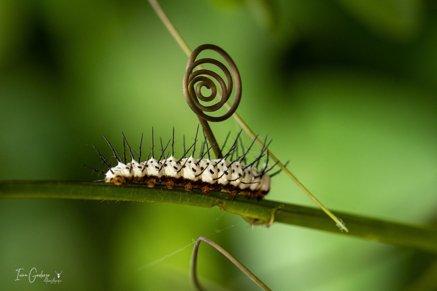  R2A3105 28 mei 2023 1617 28